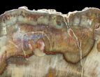 Beautiful Araucaria Petrified Wood Slab - x #6758-1